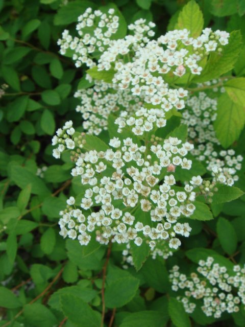 Spiraea decumbens fleur P12 (2)